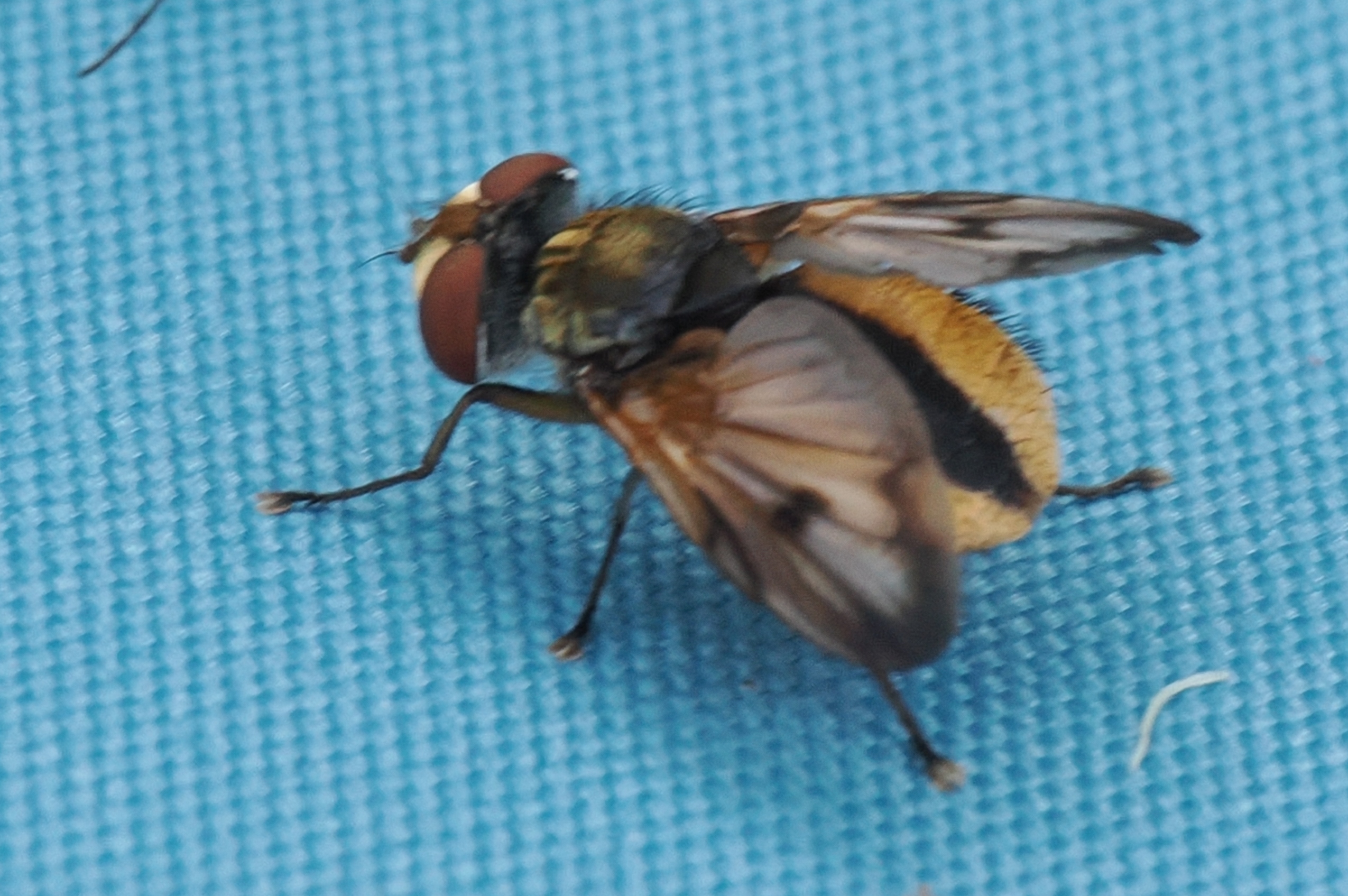 Ectophasia-crassipennis-M